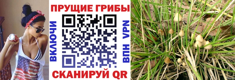 где продают наркотики  Гаврилов-Ям  Псилоцибиновые грибы прущие грибы 